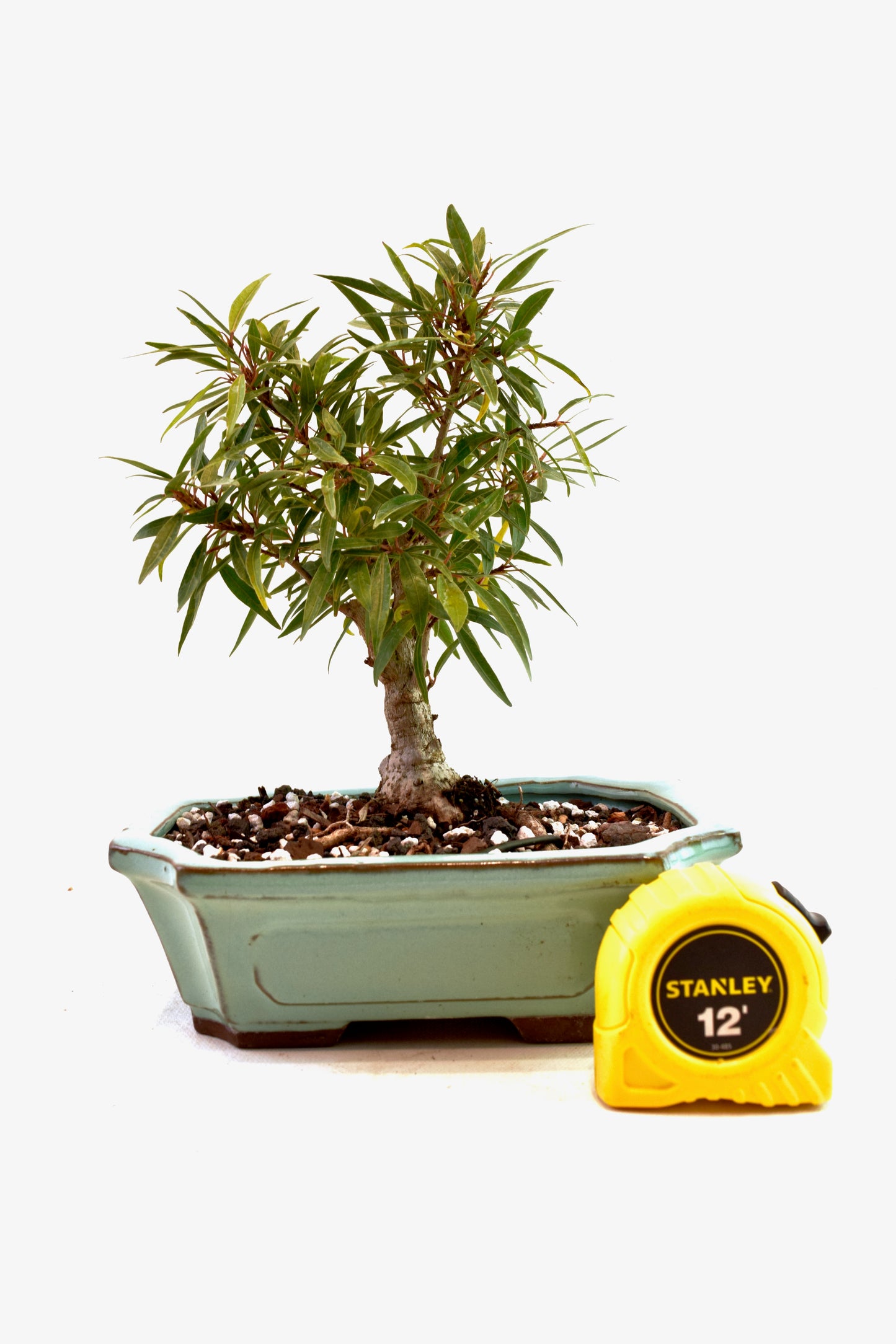 Ficus Nerifolia (Willow Leaf) Bonsai Ceramic 7.5" Pot - One of a Kind Bonsai