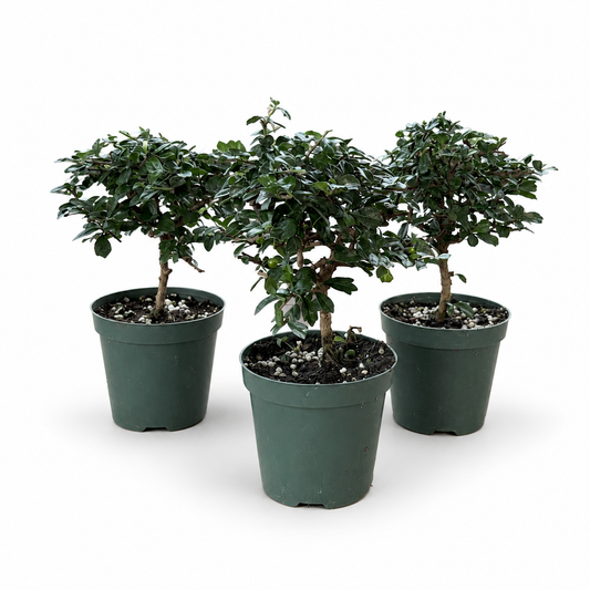 Fukien Tea Small Leaves in 4"Pot - Pre-Bonsai