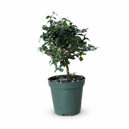 Fukien Tea Small Leaves in 4"Pot - Pre-Bonsai