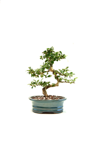 Fukien Tea Bonsai Ceramic 7" Pot - One of a Kind Bonsai