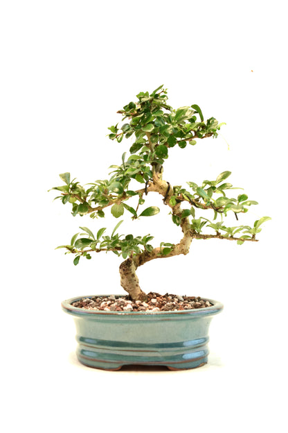 Fukien Tea Bonsai Ceramic 7" Pot - One of a Kind Bonsai