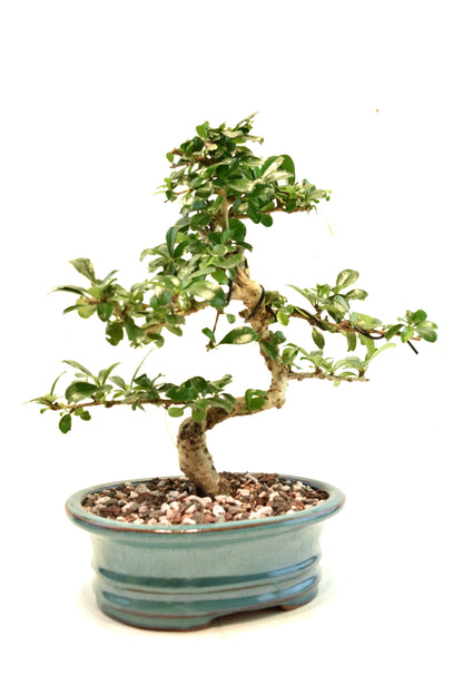 Fukien Tea Bonsai Ceramic 7" Pot - One of a Kind Bonsai