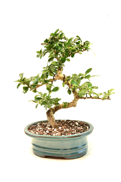 Fukien Tea Bonsai Ceramic 7" Pot - One of a Kind Bonsai
