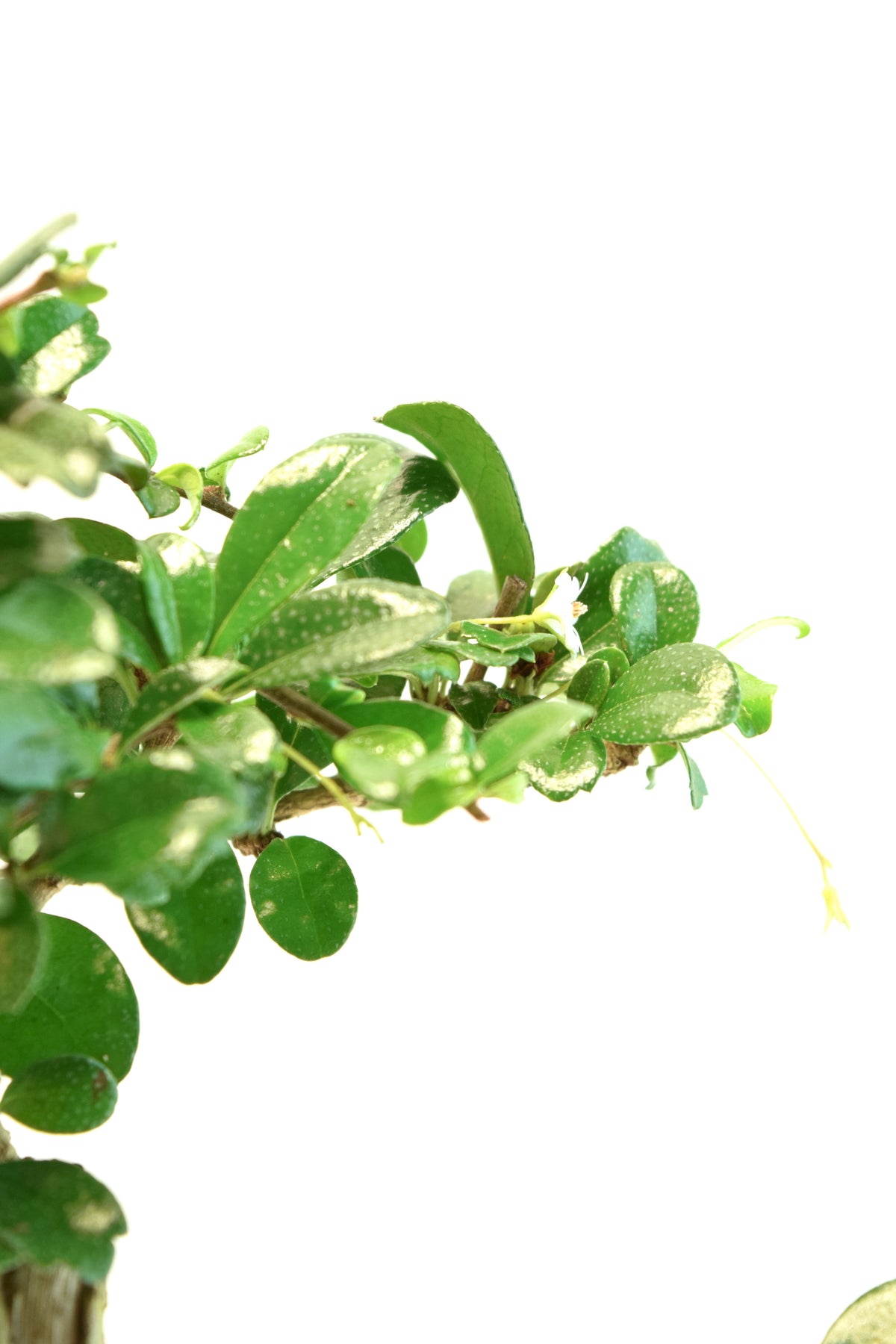 Fukien Tea Bonsai Ceramic 7" Pot - One of a Kind Bonsai