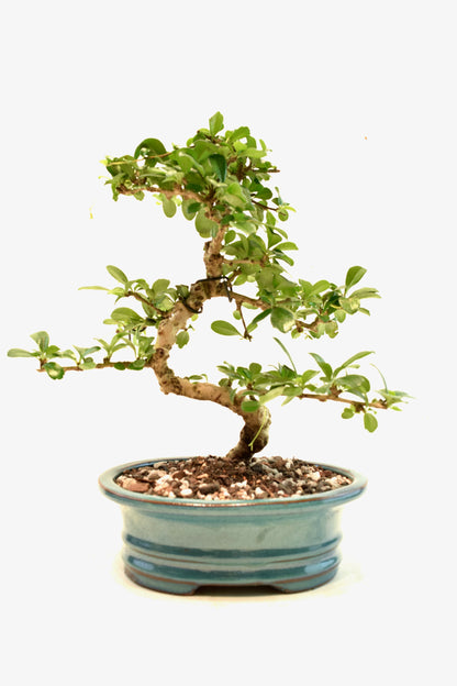 Fukien Tea Bonsai Ceramic 7" Pot - One of a Kind Bonsai