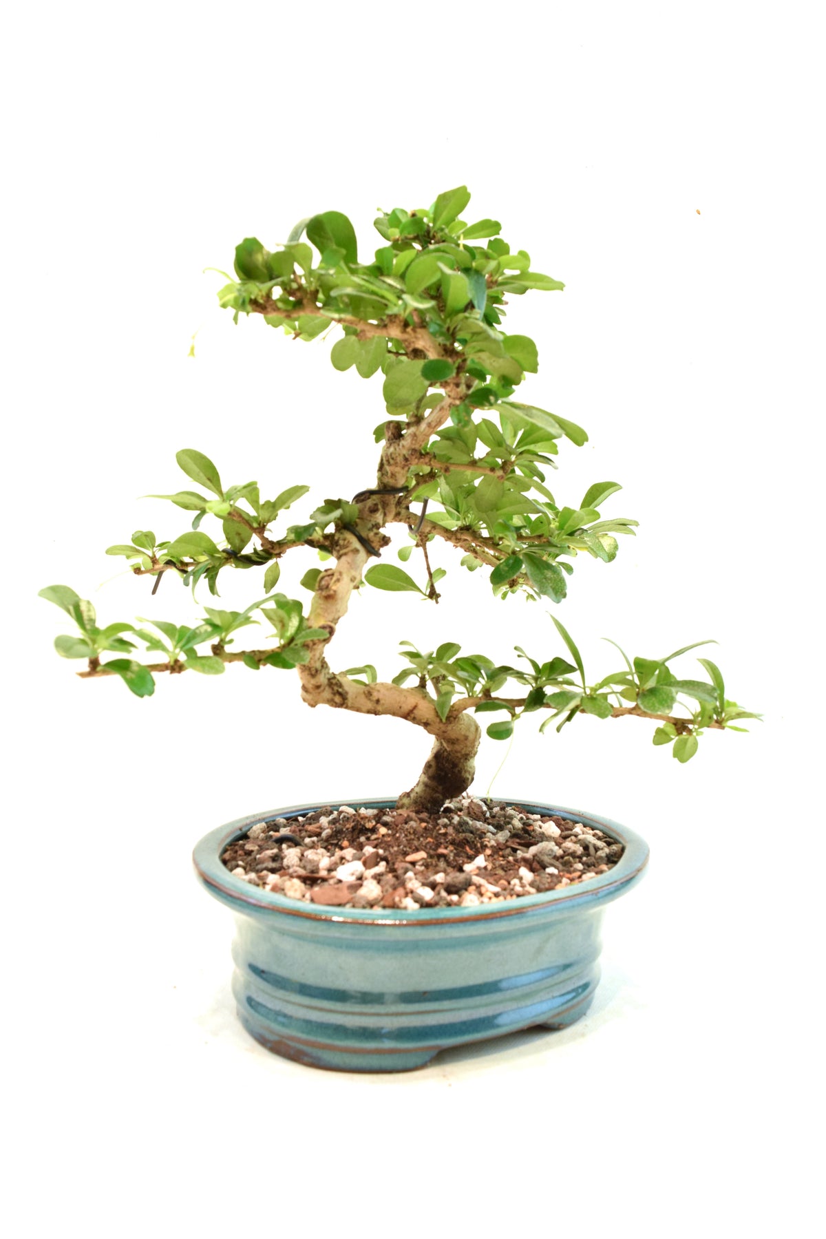 Fukien Tea Bonsai Ceramic 7" Pot - One of a Kind Bonsai