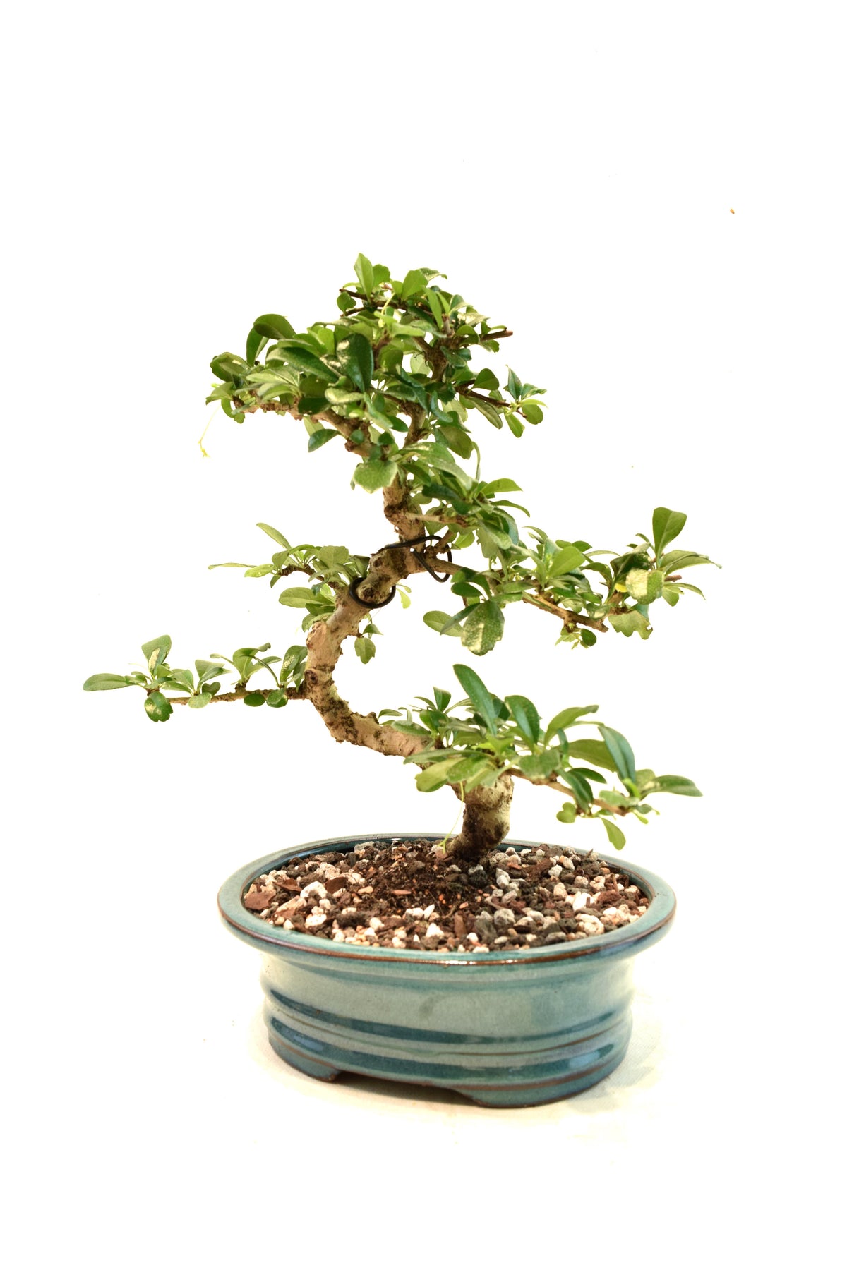 Fukien Tea Bonsai Ceramic 7" Pot - One of a Kind Bonsai