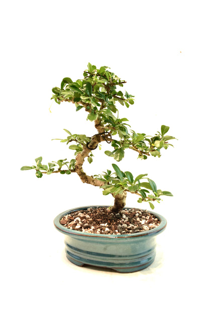 Fukien Tea Bonsai Ceramic 7" Pot - One of a Kind Bonsai