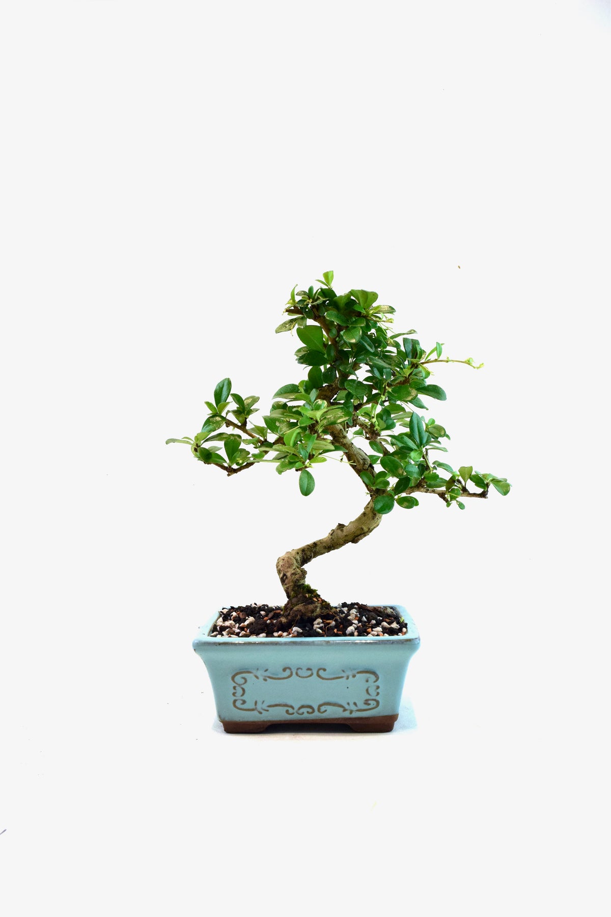 Fukien Tea Bonsai Ceramic 6" Pot - One of a Kind Bonsai