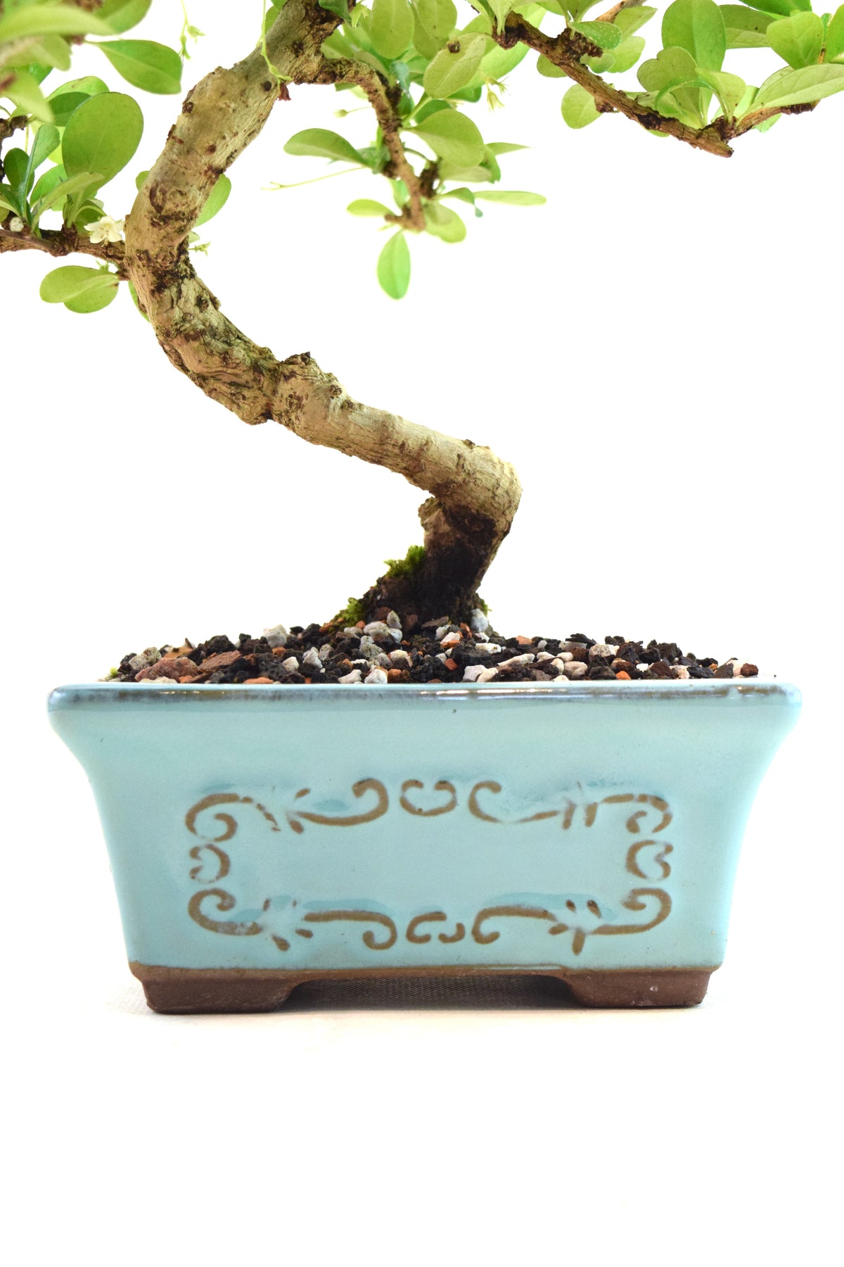 Fukien Tea Bonsai Ceramic 6" Pot - One of a Kind Bonsai