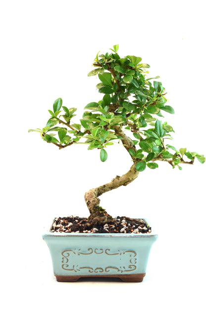 Fukien Tea Bonsai Ceramic 6" Pot - One of a Kind Bonsai
