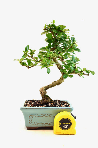 Fukien Tea Bonsai Ceramic 6" Pot - One of a Kind Bonsai