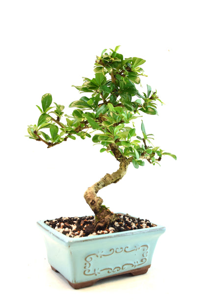 Fukien Tea Bonsai Ceramic 6" Pot - One of a Kind Bonsai