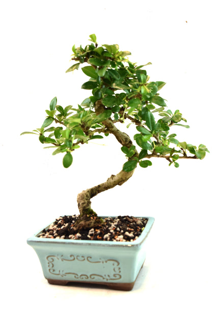 Fukien Tea Bonsai Ceramic 6" Pot - One of a Kind Bonsai