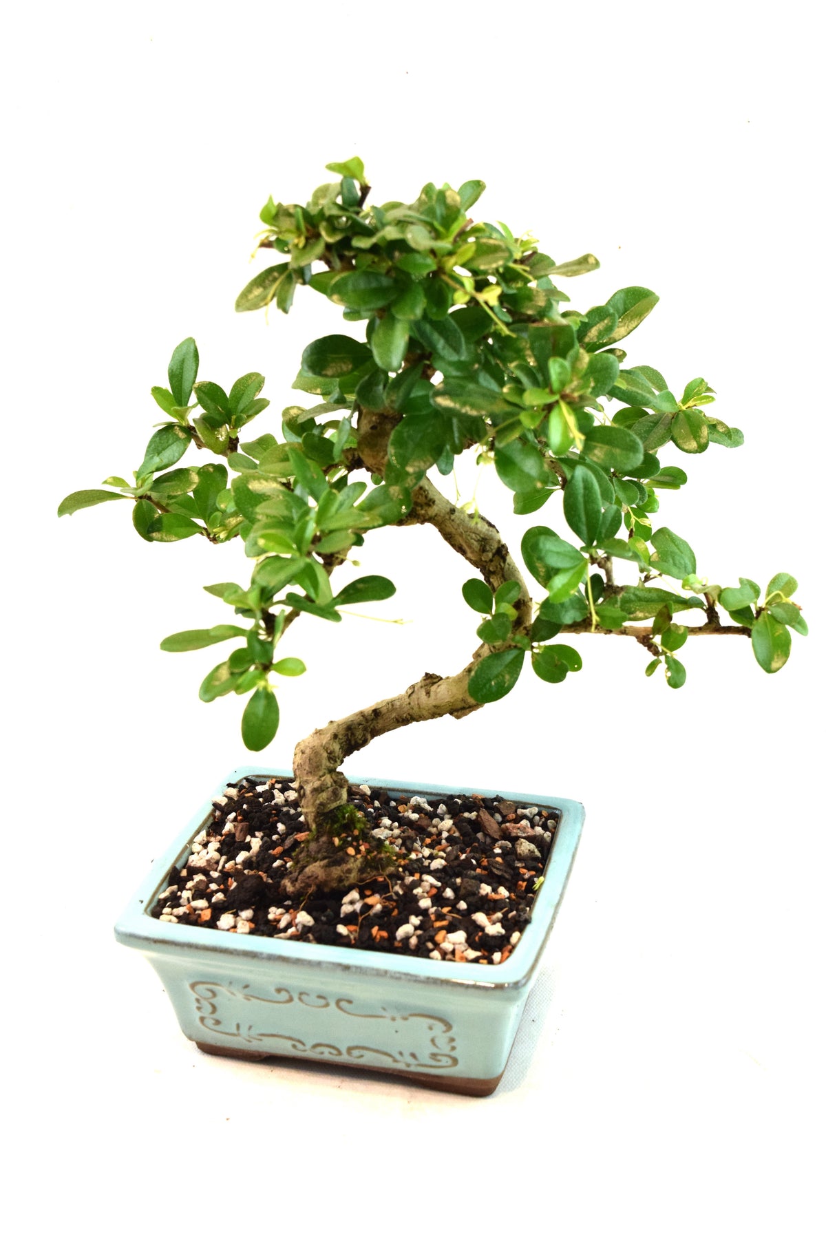 Fukien Tea Bonsai Ceramic 6" Pot - One of a Kind Bonsai