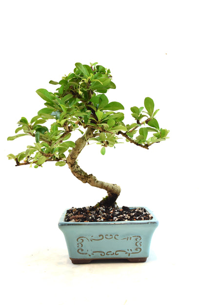 Fukien Tea Bonsai Ceramic 6" Pot - One of a Kind Bonsai