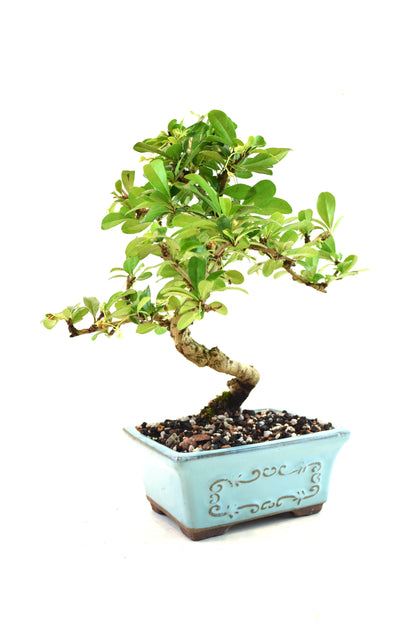 Fukien Tea Bonsai Ceramic 6" Pot - One of a Kind Bonsai