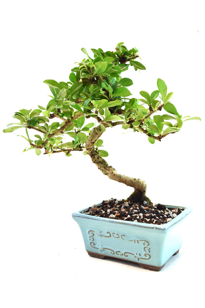 Fukien Tea Bonsai Ceramic 6" Pot - One of a Kind Bonsai