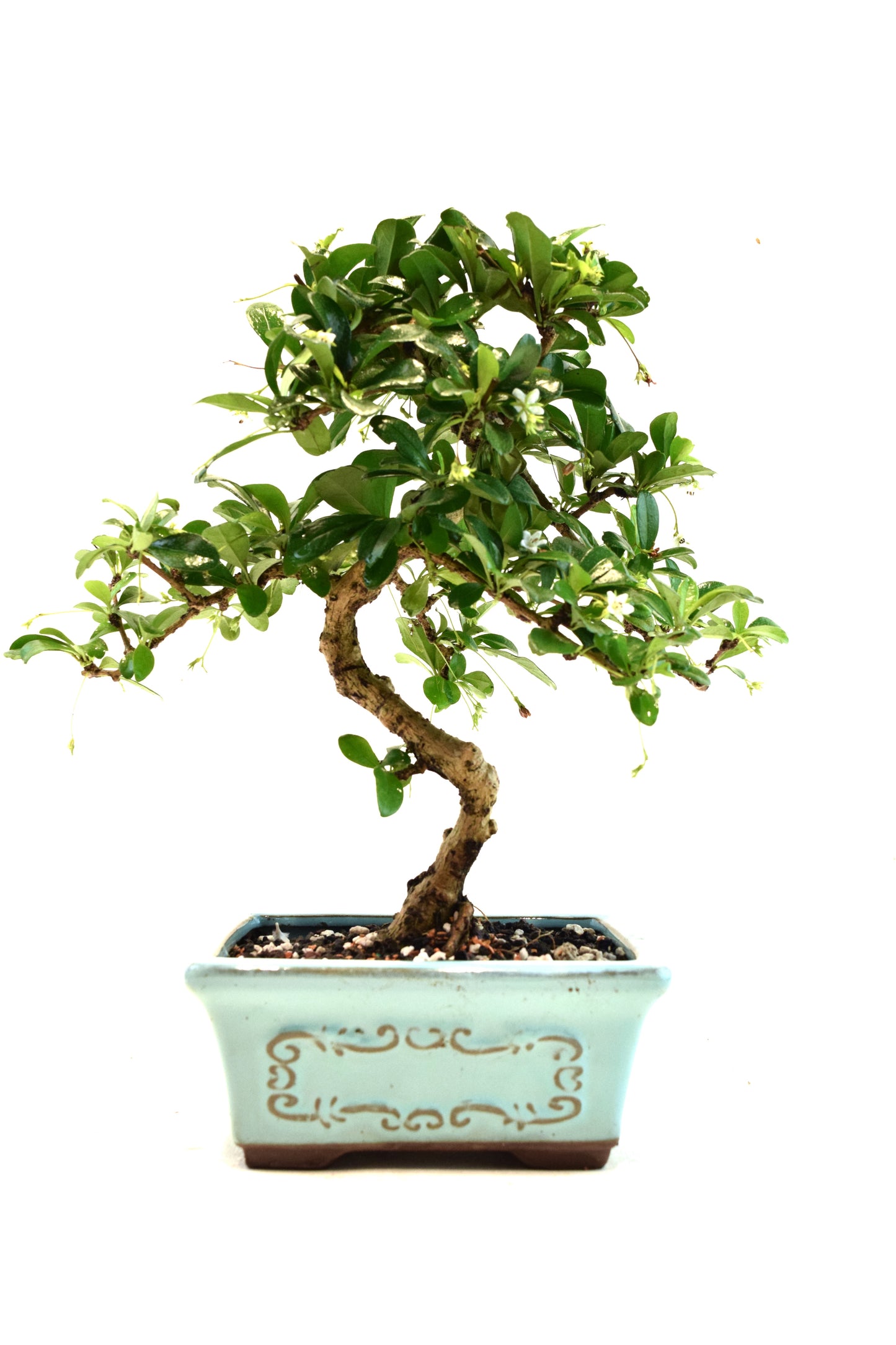 Fukien Tea Bonsai Ceramic 6" Pot - One of a Kind Bonsai
