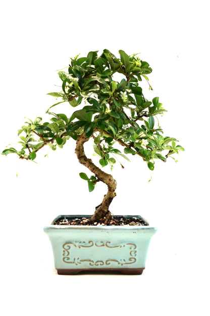 Fukien Tea Bonsai Ceramic 6" Pot - One of a Kind Bonsai