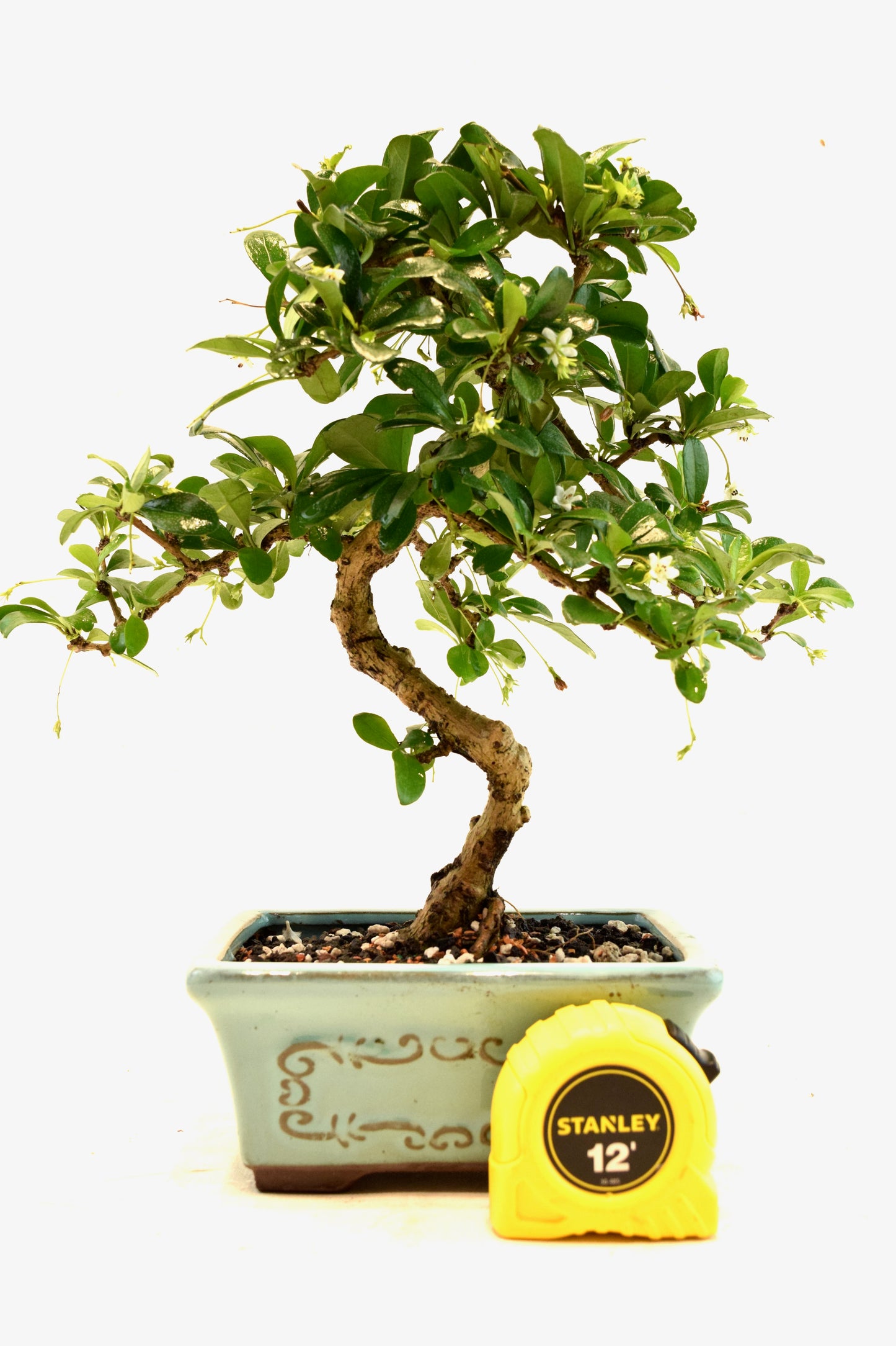 Fukien Tea Bonsai Ceramic 6" Pot - One of a Kind Bonsai