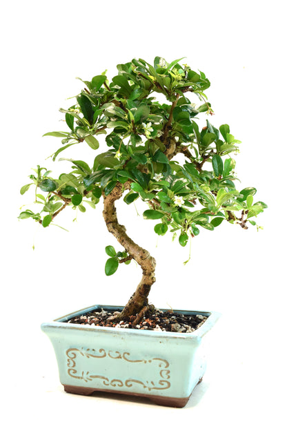 Fukien Tea Bonsai Ceramic 6" Pot - One of a Kind Bonsai
