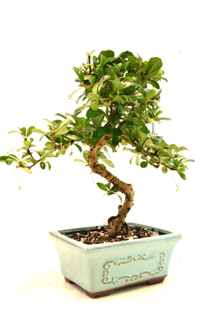 Fukien Tea Bonsai Ceramic 6" Pot - One of a Kind Bonsai