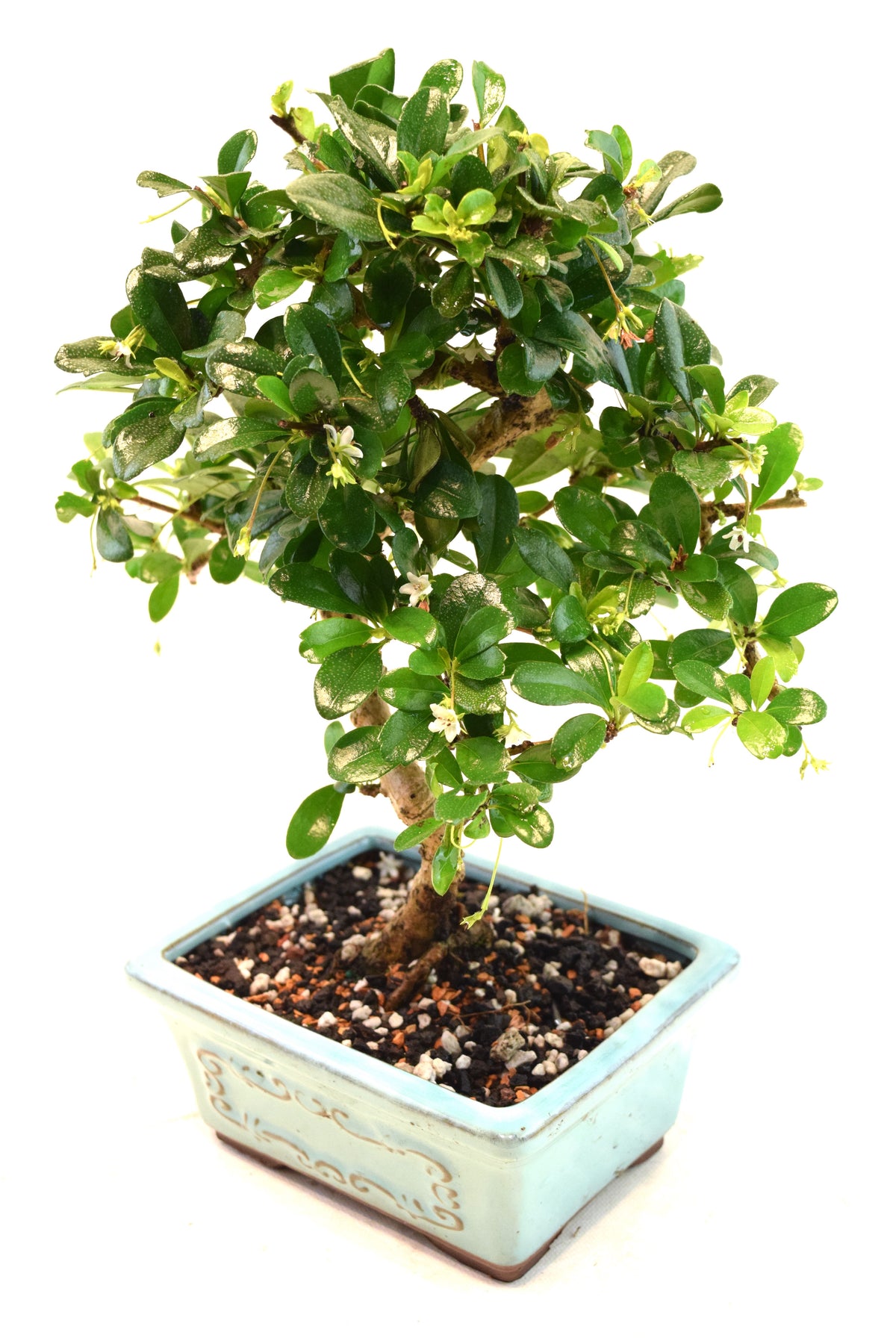 Fukien Tea Bonsai Ceramic 6" Pot - One of a Kind Bonsai