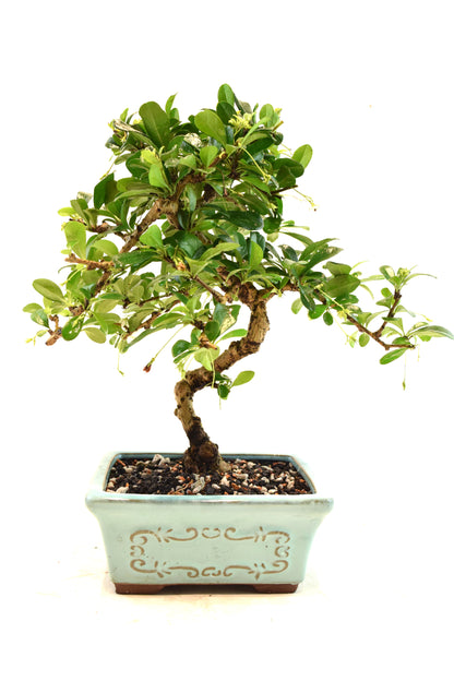 Fukien Tea Bonsai Ceramic 6" Pot - One of a Kind Bonsai