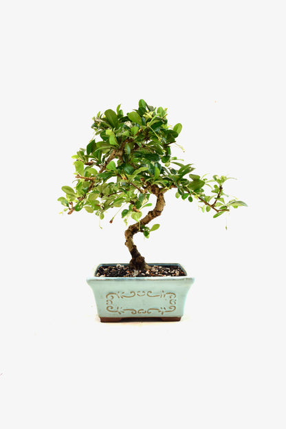 Fukien Tea Bonsai Ceramic 6" Pot - One of a Kind Bonsai