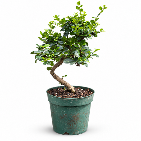 Fukien Tea Import Styled in 6"Pot - Pre-Bonsai