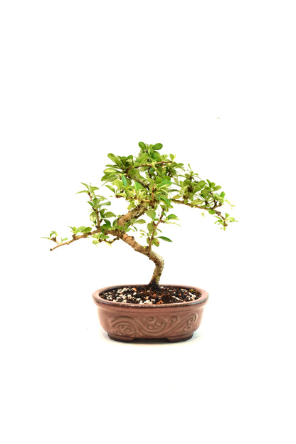 Fukien Tea Bonsai Ceramic 7" Pot - One of a Kind Bonsai