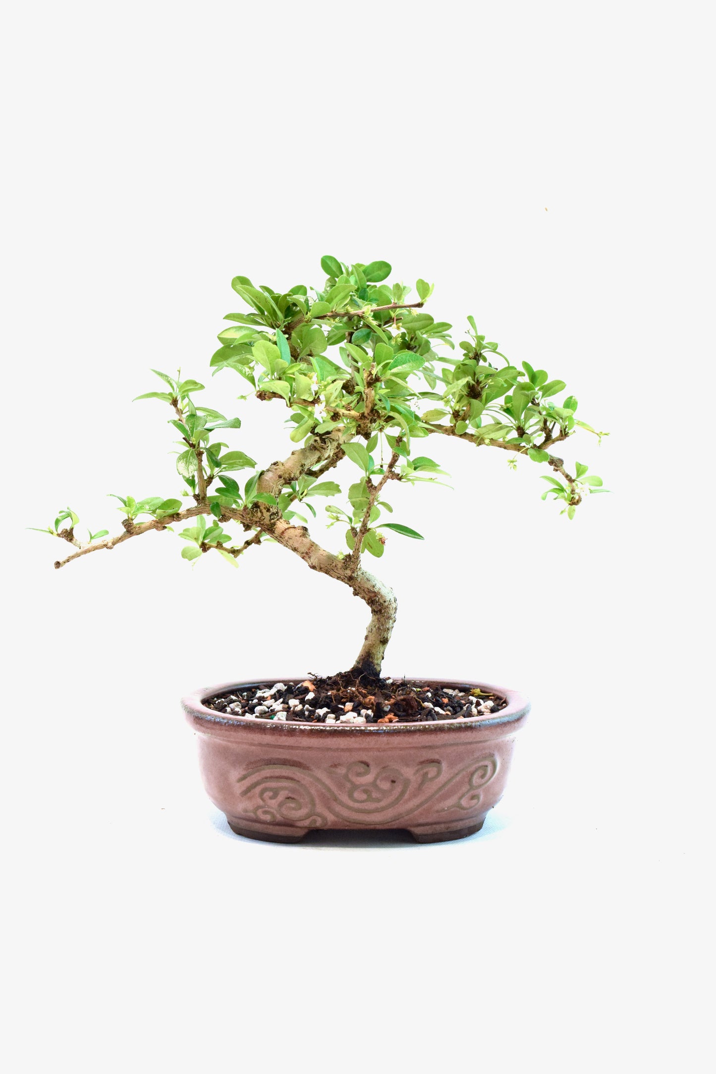 Fukien Tea Bonsai Ceramic 7" Pot - One of a Kind Bonsai