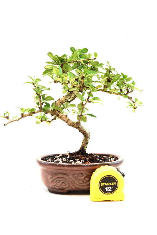 Fukien Tea Bonsai Ceramic 7" Pot - One of a Kind Bonsai