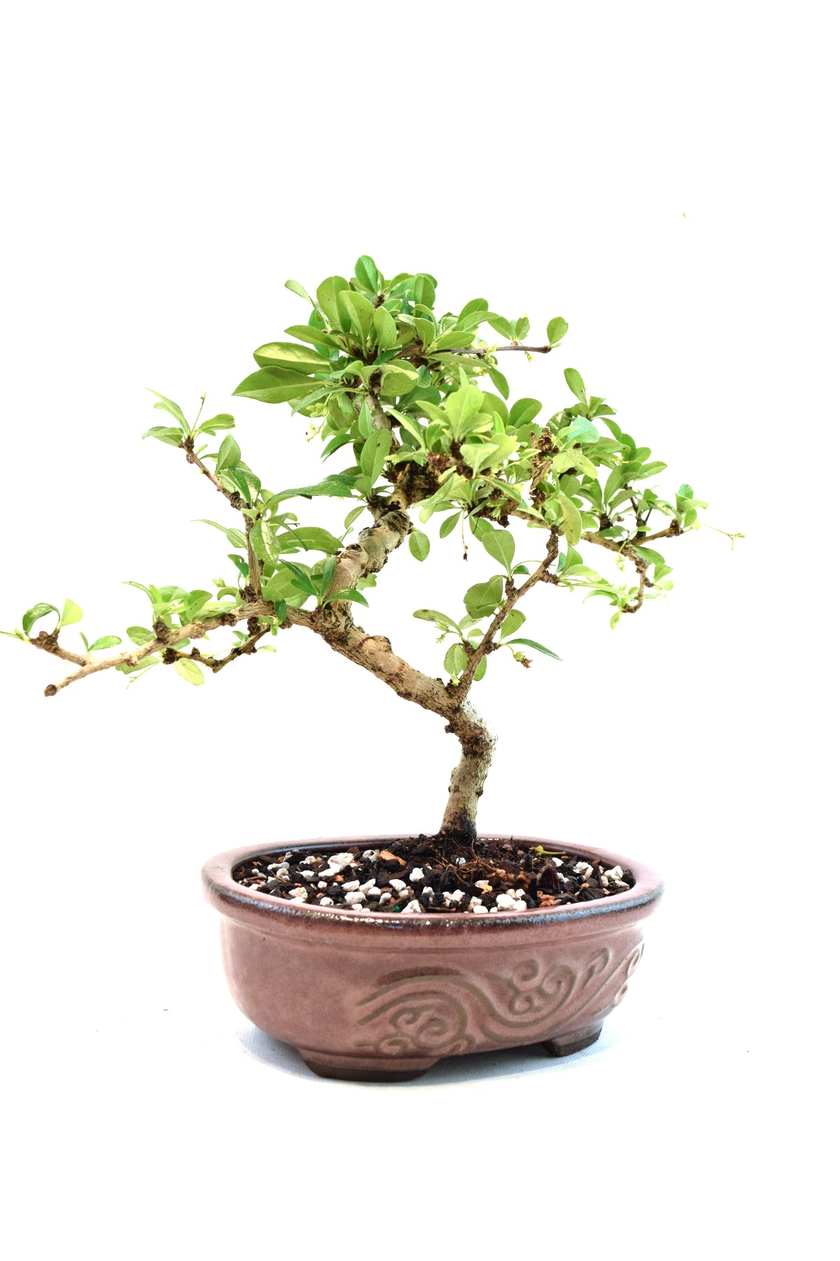 Fukien Tea Bonsai Ceramic 7" Pot - One of a Kind Bonsai