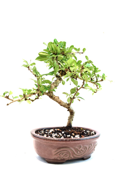 Fukien Tea Bonsai Ceramic 7" Pot - One of a Kind Bonsai