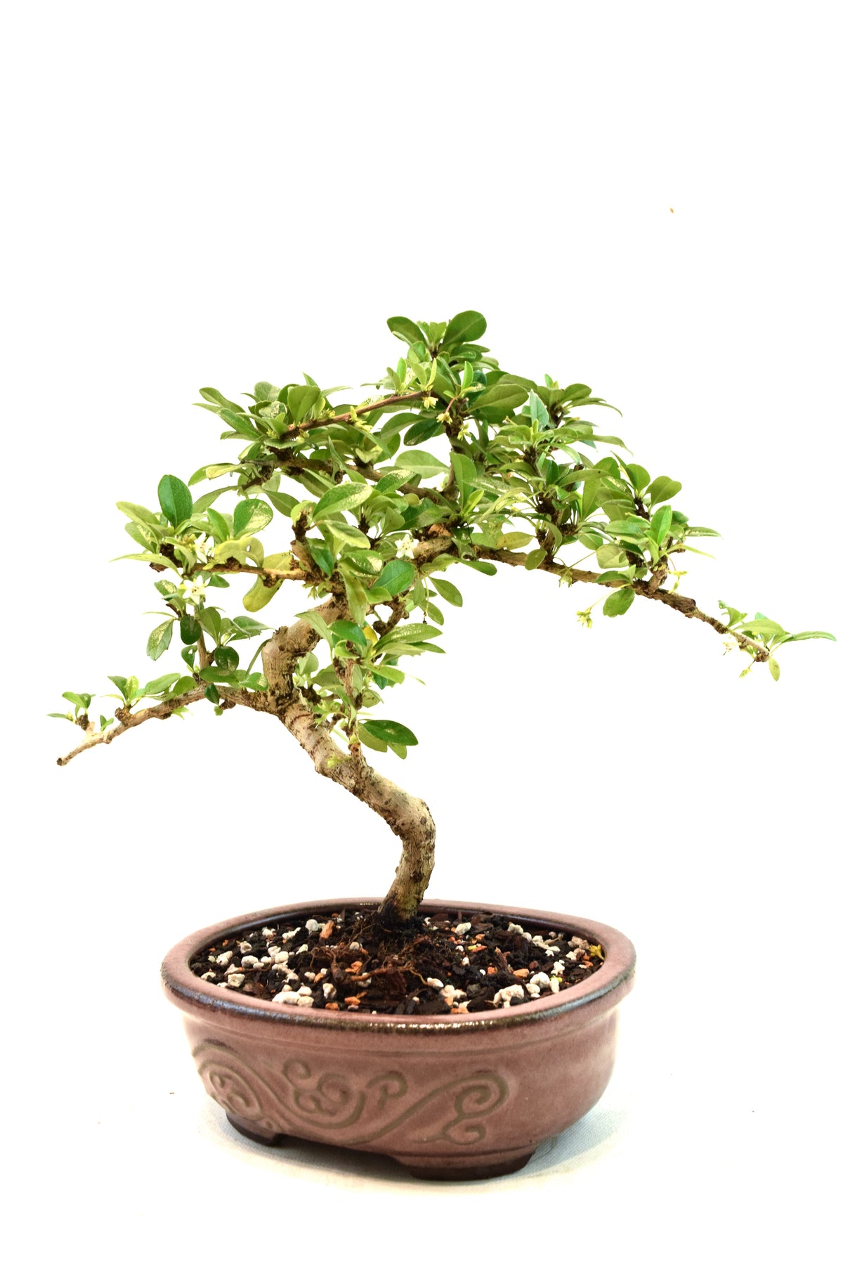 Fukien Tea Bonsai Ceramic 7" Pot - One of a Kind Bonsai