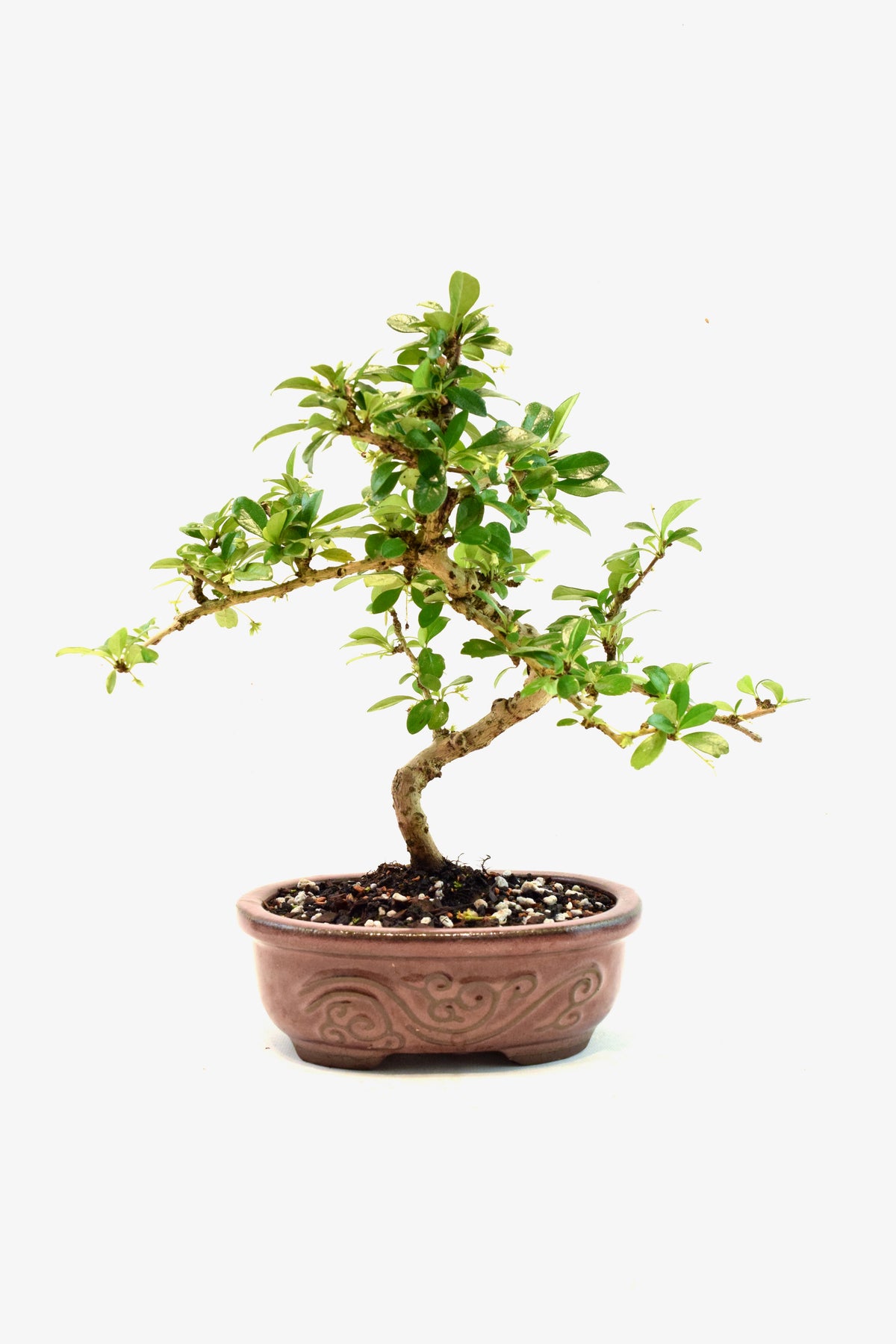Fukien Tea Bonsai Ceramic 7" Pot - One of a Kind Bonsai