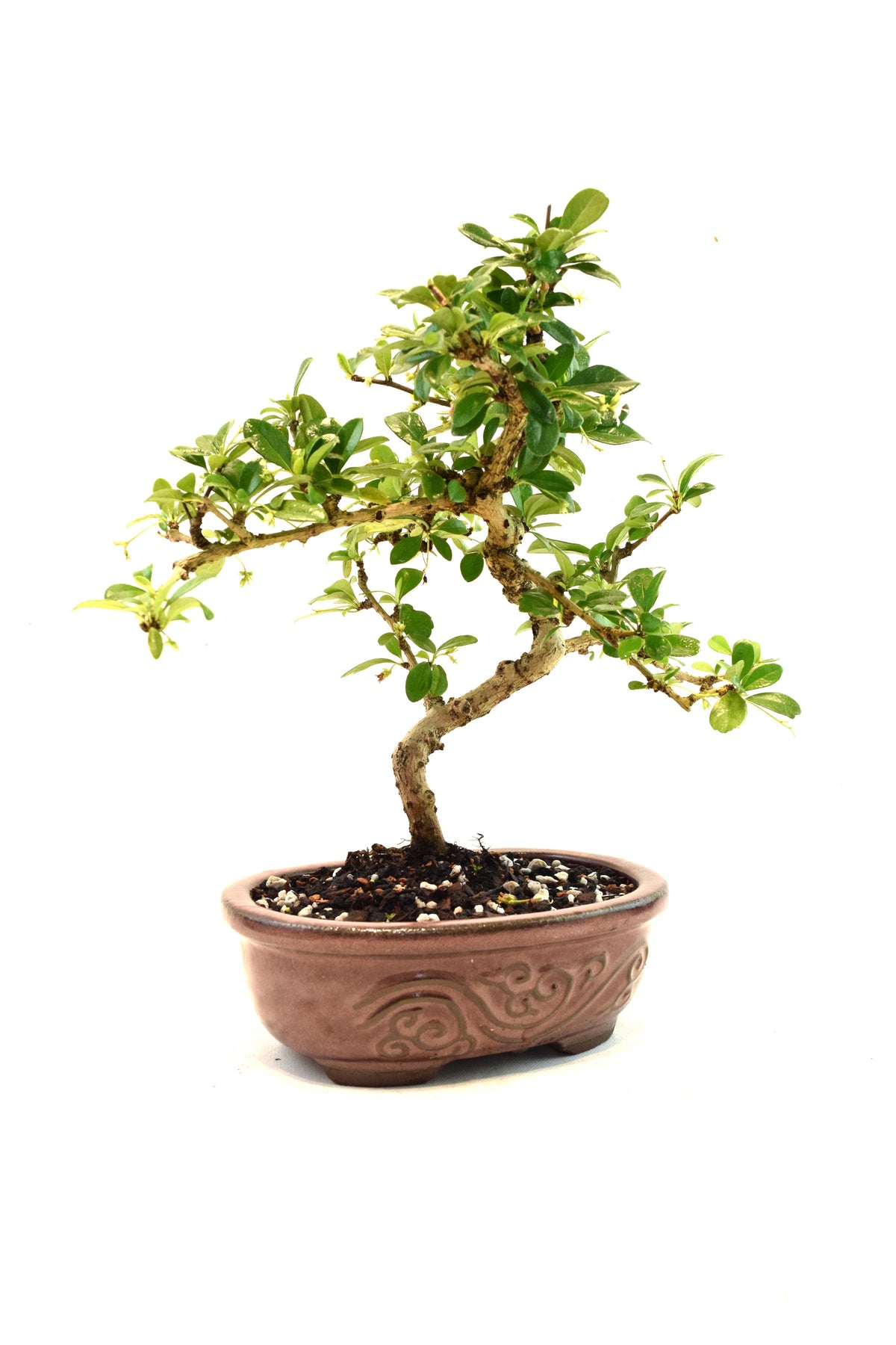 Fukien Tea Bonsai Ceramic 7" Pot - One of a Kind Bonsai
