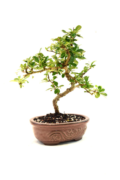 Fukien Tea Bonsai Ceramic 7" Pot - One of a Kind Bonsai