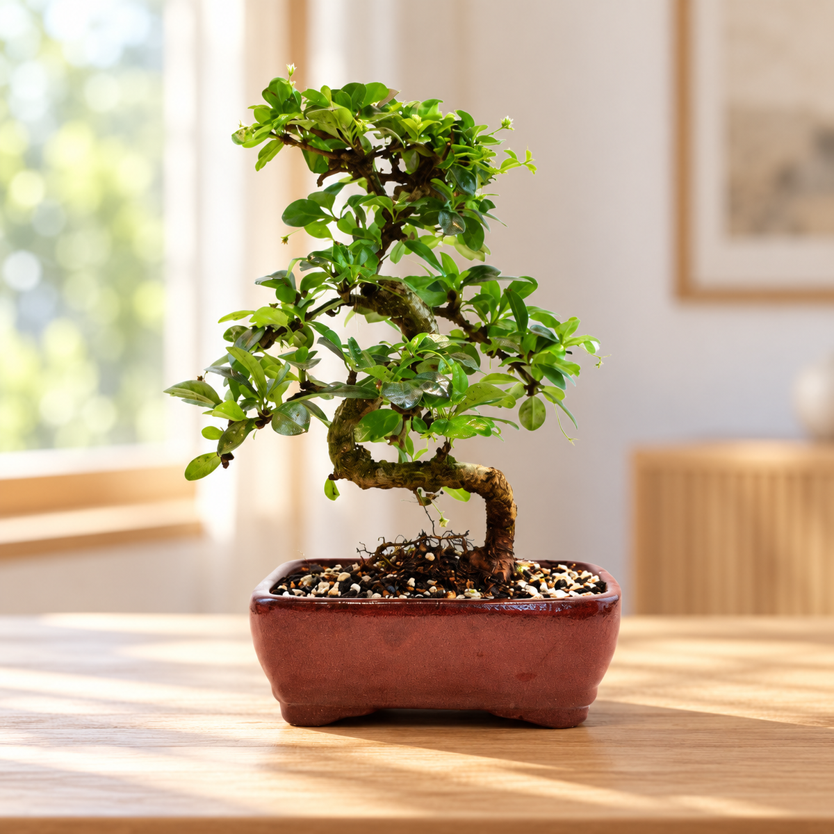 Fukien Tea Bonsai Ceramic 7" Pot - One of a Kind Bonsai