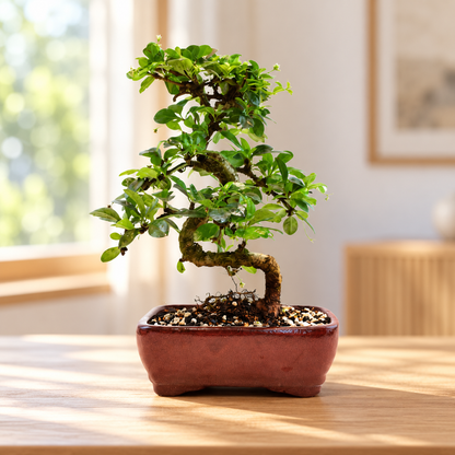 Fukien Tea Bonsai Ceramic 7" Pot - One of a Kind Bonsai