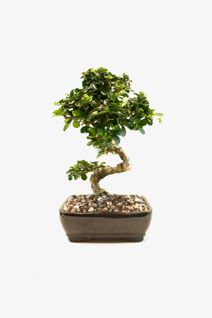 Fukien Tea Bonsai Ceramic 7.5" Pot - One of a Kind Bonsai