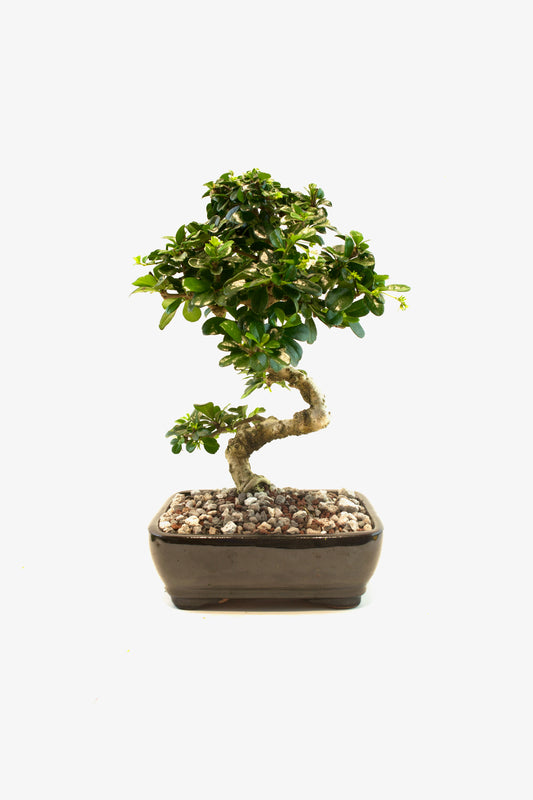 Fukien Tea Bonsai Ceramic 7.5" Pot - One of a Kind Bonsai