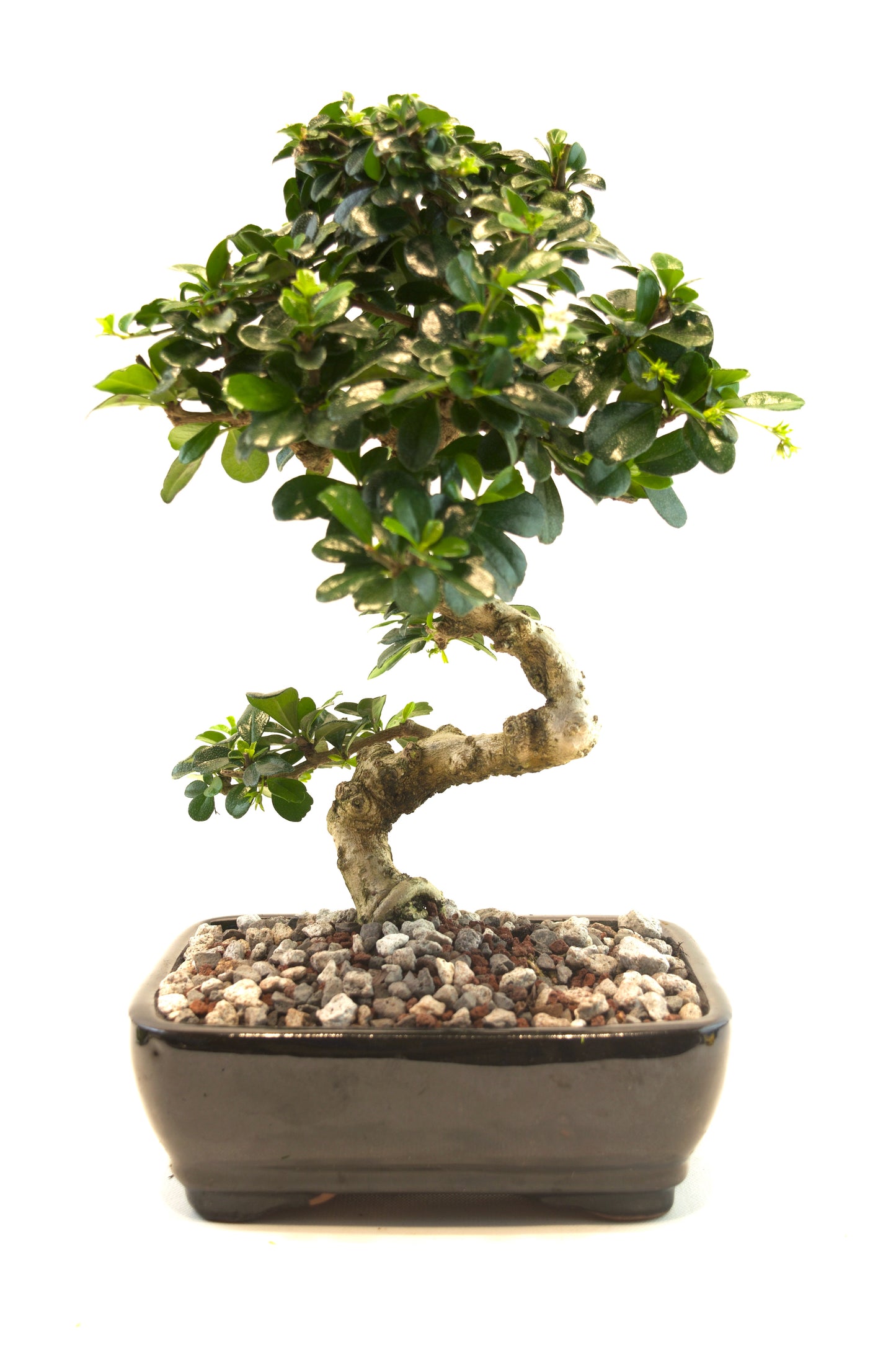 Fukien Tea Bonsai Ceramic 7.5" Pot - One of a Kind Bonsai