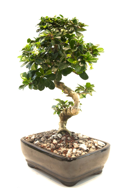 Fukien Tea Bonsai Ceramic 7.5" Pot - One of a Kind Bonsai