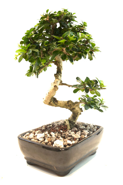 Fukien Tea Bonsai Ceramic 7.5" Pot - One of a Kind Bonsai