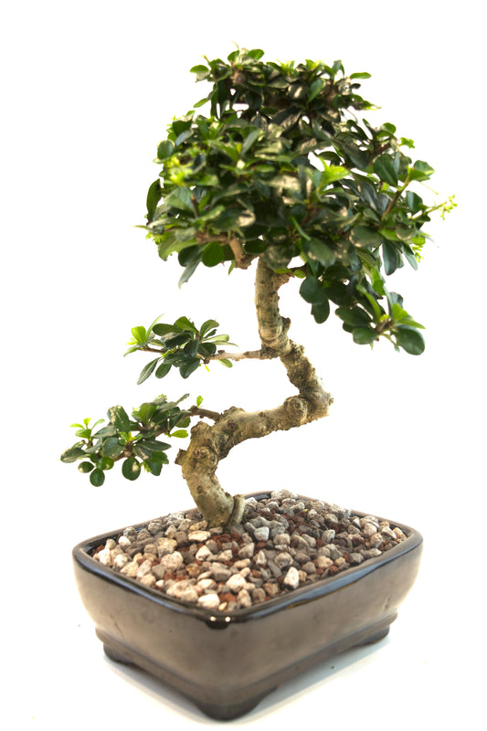 Fukien Tea Bonsai Ceramic 7.5" Pot - One of a Kind Bonsai