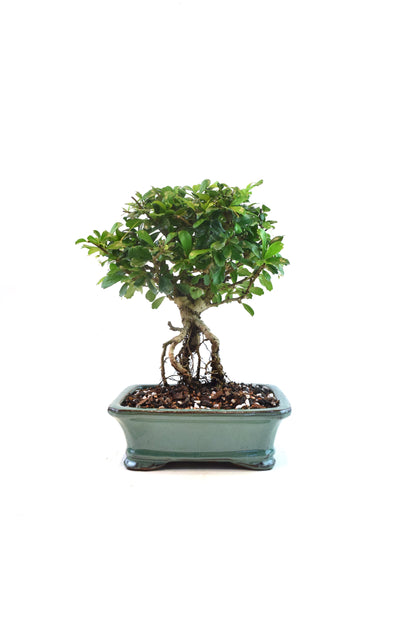 Fukien Tea Bonsai Ceramic 7.5" Pot - One of a Kind Bonsai