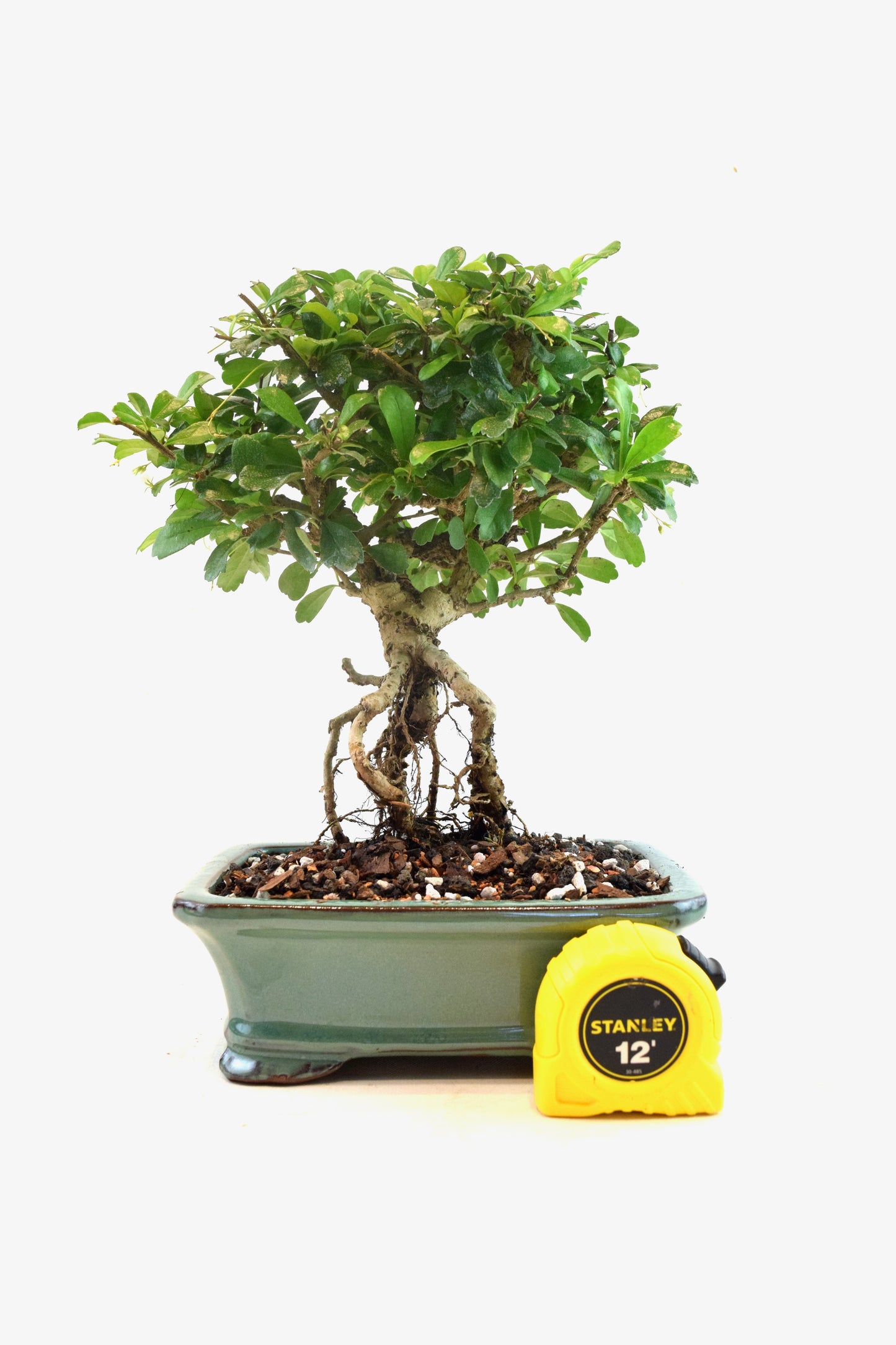 Fukien Tea Bonsai Ceramic 7.5" Pot - One of a Kind Bonsai